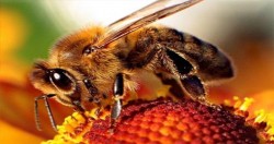 از زنبور عسل بیاموزیم
